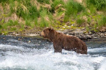 Obraz na płótnie Canvas Alaskan brown bear at McNeil River