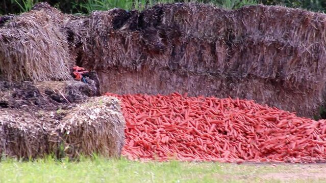 Many carrots on organic carrots heap as organic animal feedstuff and healthy fodder for cows and cattle for vegetarian nutrition with vitamins harvested from farmer as delicious salad or horse carrots