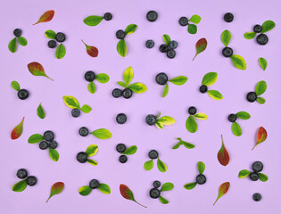 Blueberries with green -yellow and red barberry leaves isolated on lavender color background . Top view, flat lay