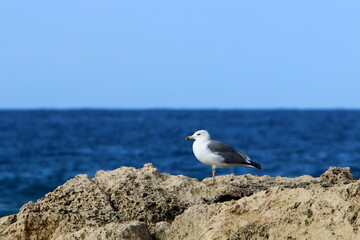 A seagull sits on the shore of the Mediterranean Sea.