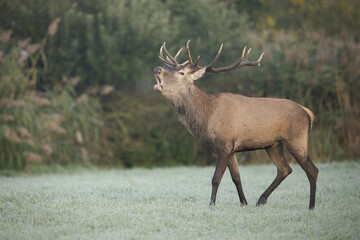 Red deer, cervus elaphus, stag roaring on a meadow covered in frost early in the morning. Territorial behavior of male mammal in rutting season. Animal wildlife with antlers.