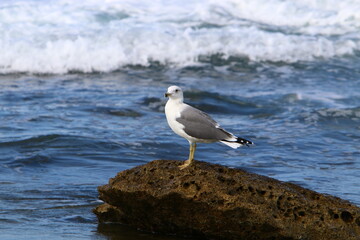A seagull sits on the shore of the Mediterranean Sea.