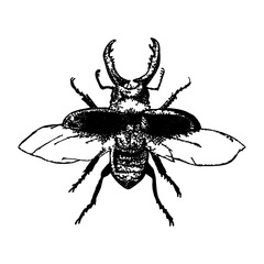 Insect Fly Tatto ideas,  vector graphic ? bug, hexapod