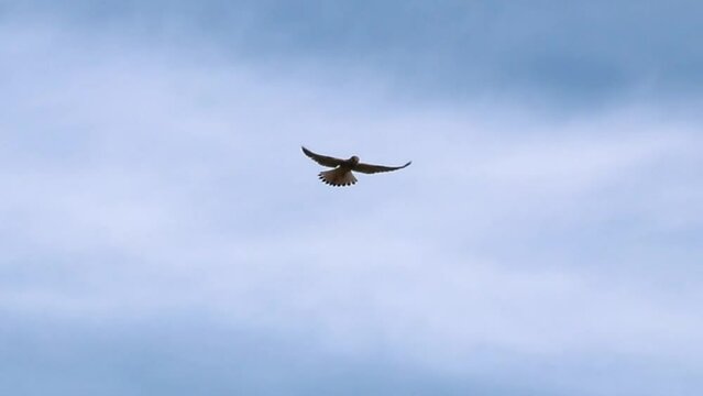 Flying falcon and hunting falconidae shaking in flight looking for prey like mice and rabbits gliding through the air with spreaded wings is a mighty eagle or fast hawk with majestic feathered wings
