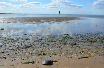 horseshoe crab shells and lighthouse and water at beach
