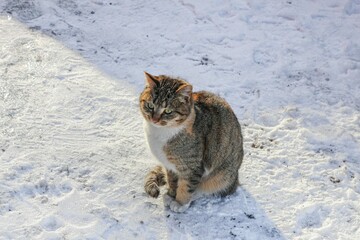 street colored cat on a background of snow