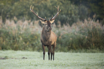 Majestic red deer, cervus elaphus, stag standing on a meadow with frost on the ground early in the morning. Dominant male wild animal with antlers looking in mist with copy space.