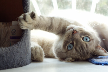 A big gray cat with blue eyes lies on the windowsill and looks out the window
