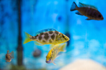 beautiful colored fish in the aquarium