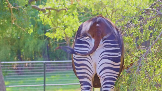 Close up shot of Okapi eating grass