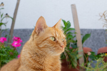 Profile photo of an orange tabby cat with green eyes and flowers in the background