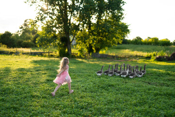 a little girl chases a flock of geese © Tsyb Oleh