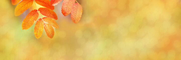 Autumn rowan leaves on beautiful nature blurred yellow background, wide banner with copyspace,...