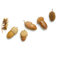 Acorn painted golden color isolated on white background. Autumn time minimal concept. Fall harvest...