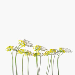 Flowering fresh dill, nature umbrella flowers of herb Dill isolated on white. Aesthetic design card with spicy herb fennel. Natural minimal still life photo with inflorescences of fennel