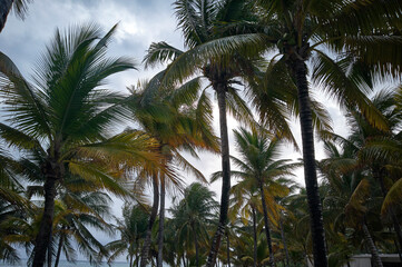 Fototapeta na wymiar Some palm trees typical of the Mexican Caribbean