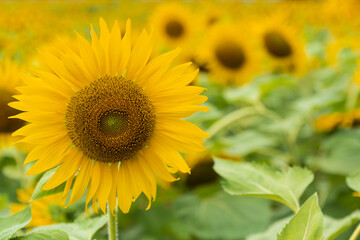 Obraz premium Beautiful sunflower blooming in the field on a sunny day with a natural background. Selective focus..Yellow flower garden and copy space.