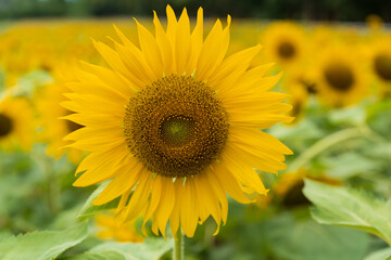 Beautiful sunflower blooming in the field on a sunny day with a natural background. Selective focus..Yellow flower garden and copy space.