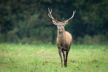 Red deer, cervus elaphus, stag walking on a meadow with green grass in autumn from front view. Wild ruminant with antlers approaching in nature. Animal wildlife with copy space.