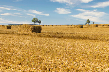 Fototapeta premium Agriculture field after harvest with large bales of hay in a wheat field