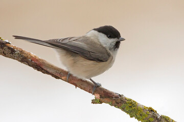Czarnogłówka (Poecile montanus) © Grzegorz