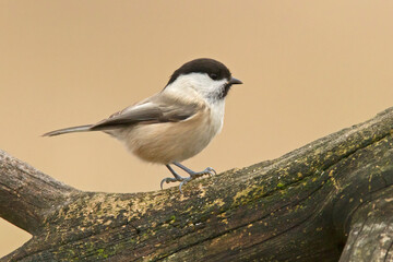 Czarnogłówka (Poecile montanus) © Grzegorz