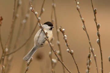 Czarnogłówka (Poecile montanus) © Grzegorz