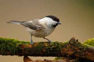 Czarnogłówka (Poecile montanus) © Grzegorz