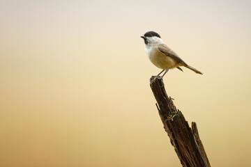 Czarnogłówka (Poecile montanus) © Grzegorz