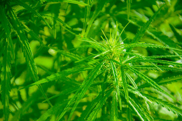 Marijuana plant medical plantation in Thailand.