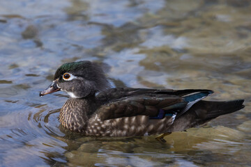 Female wood duck swimming in boise idaho near the boise river during the early morning. 