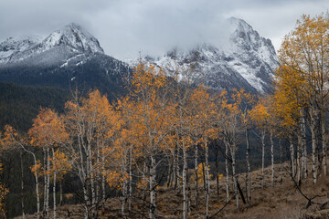 A moody fall day in the sawtooth mountain range of Idaho looking at aspen trees with the mountains in the background 