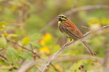 Cierlik (Emberiza cirlus)