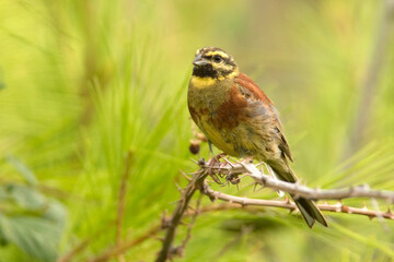 Cierlik (Emberiza cirlus)