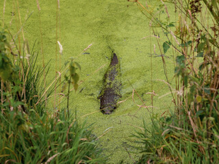 Otter swimming in Water Covered in Duckweed