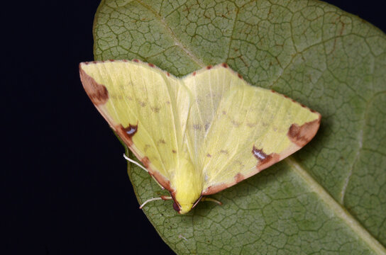 Un beau papillon jaune, la Citronelle rouillée, posé sur une feuille (Opisthograptis luteolata)