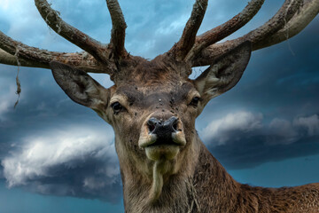 Mittelalter Rothirsch bei Gewitter 