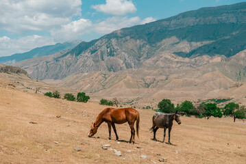 Two horses graze in a pasture in the mountains