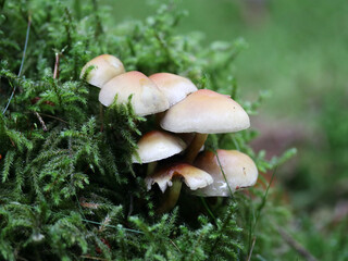 Hypholoma capnoides  (Hypholoma capnoides)