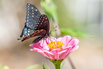 Black swallowtail butterfly feeding from pink zinnia flower in garden