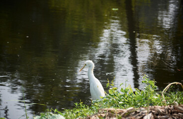 A white feathered Indian egret (Egretta garzetta) waiting for fish (or food) near a waterbody (pond), inside AJC Bose Indian Botanical garden. The horticulture garden is living place for varieties of 
