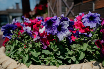 Fototapeta na wymiar Colourful petunia flowers in vibrant pink and purple colors in decorative flower pot close up