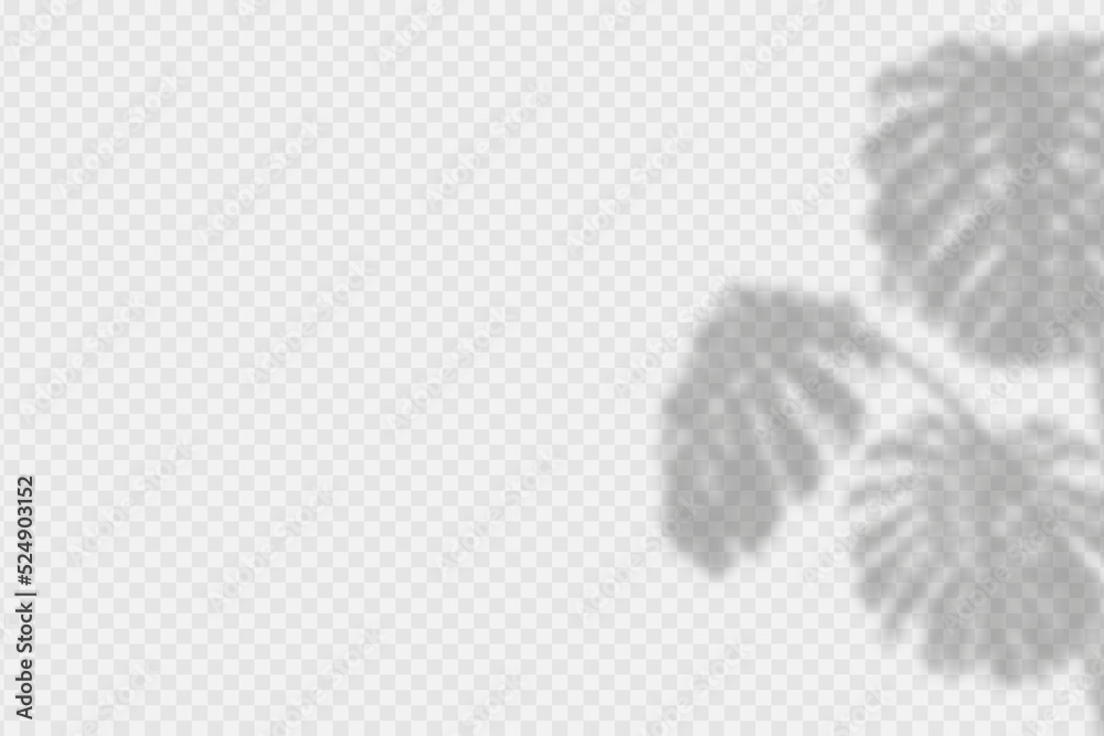 Poster shadow overlay of monstera leaves. transparent overlay shadow effect from tropical palm leaf of mons