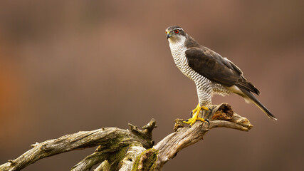 Northern goshawk, accipiter gentilis, sitting on a branch in autumn forest. Wild bird of prey with...