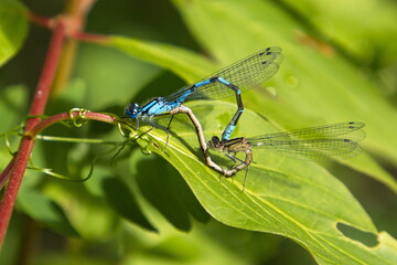 Mating dragonflies at Ten Mile Lake in British Columbia,Canada,North America
