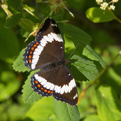 Butterfly White Admiral in British Columbia,Canada,North America
