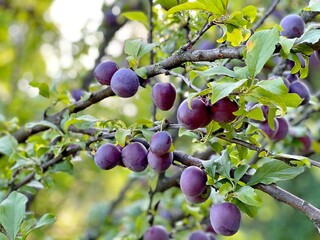 Plums on the tree branch in garden.
