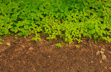 Forest edge of the path in horizon view with developing young shrubs.
