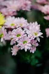 Close-up of a bouquet of dark pink chrysanthemum flowers.pink winter chrysanthemum flowers with space for text. garden chrysanthemum