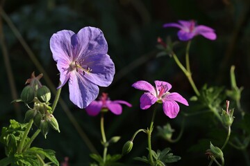 Wiesen-Storchschnabel (Geranium pratense) und Sumpf-Storchschnabel (Geranium palustre) nebeneinander